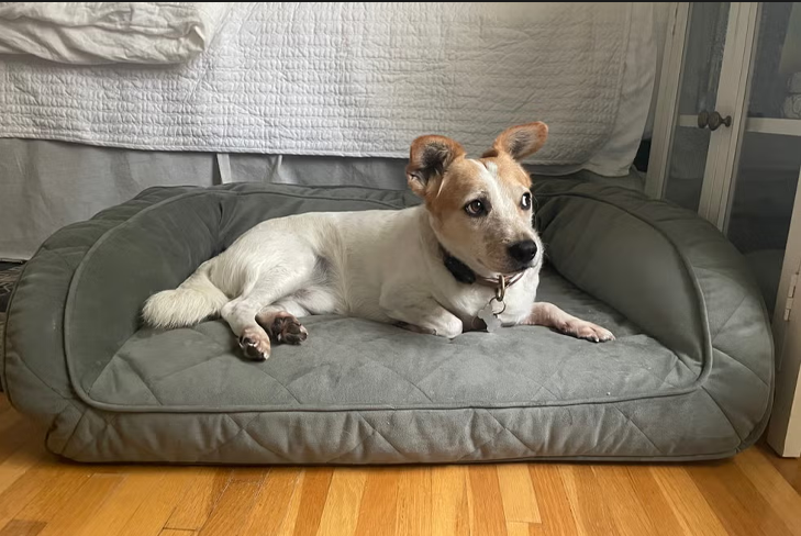Comfortable Resting Options for Dogs_ Memory Foam Beds That Care.png