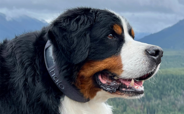 halo collar