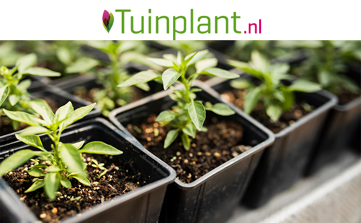 tuinplant